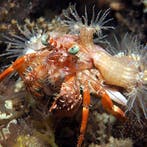 Dardanus Pedunculatus (Anemone Hermit Crab), Animaux & Accessoires
