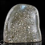 natuurlijke vrije vorm uit Turritella-agaat / fossiele