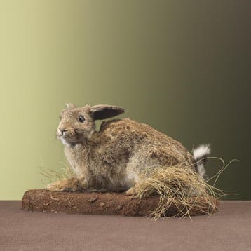 Konijn Taxidermie Opgezette Dieren By Max, Ophalen of Verzenden, Nieuw, Wild dier, Opgezet dier