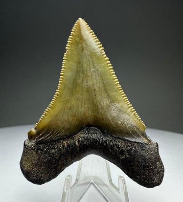 Augustines - Fossiele tand - 5.5 cm - 4.5 cm, Verzamelen