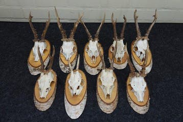 Roebuck Crâne - Capreolus capreolus - 0 cm - 0 cm - 0 cm-, Collections, Collections Animaux