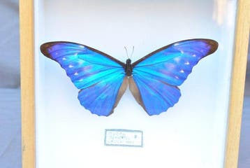 Vlinder Taxidermie volledige montage - Morpho Rhetenor - 18