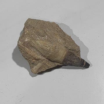 Reptile marin - Mâchoire fossilisée - Mosasaurus sp. - 13 cm