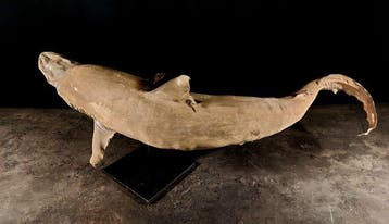 requin gris Support de corps entier pour taxidermie -