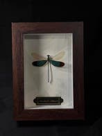 Neurobasis chinensis Support mural pour taxidermie -