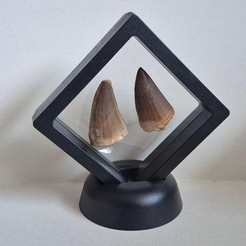 mosasaurus + Otodus - Dents fossiles - 3.5 cm - 2 cm (Sans, Collections
