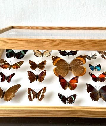 Museale historische entomologische collectie van 25, Collections