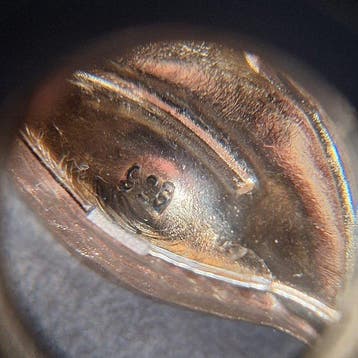 Sans prix de réserve - Broche Argent 925.