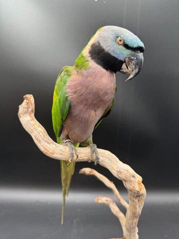 Perruche Support de corps entier pour taxidermie -