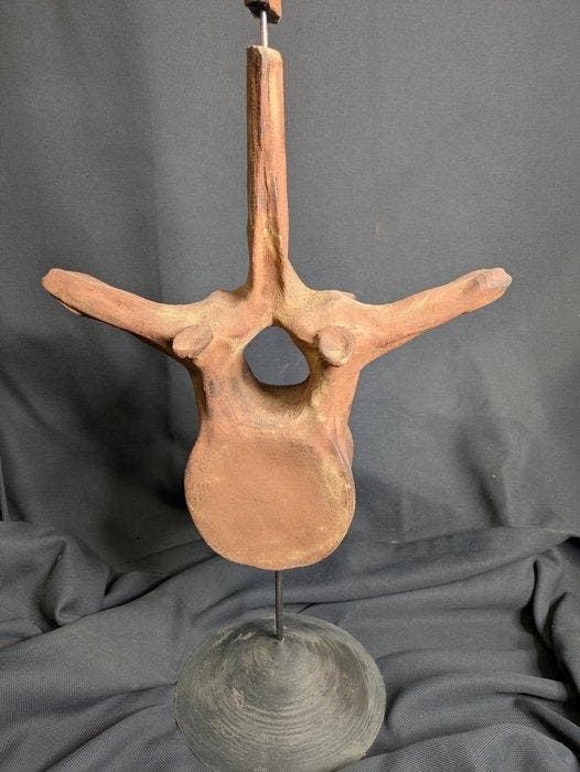 Fossiel skelet - Spinosaur Sail Vertebrae - Museum-Grade, Verzamelen, Mineralen en Fossielen