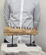 Mosasaurus - Fossiele tand - 34 cm - 7 cm