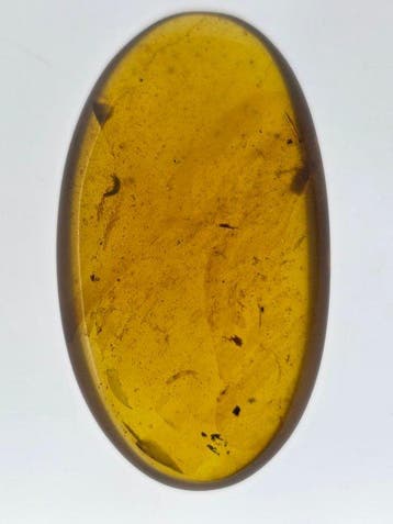 Ambre de Birmanie - Ambre - Natural Fossil Amber Lot (6)