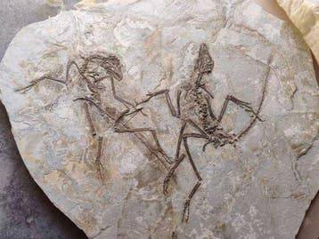 Zeldzame verzamelobjecten - Gefossiliseerd dier - A pair