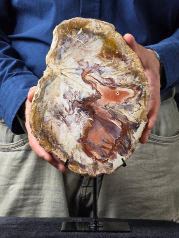 Fossiel hout - Gefossiliseerd hout - 23.5 cm - 18.5 cm