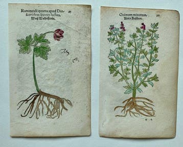 Leonhart Fuchs - Primi de stirpium historia commentariorum