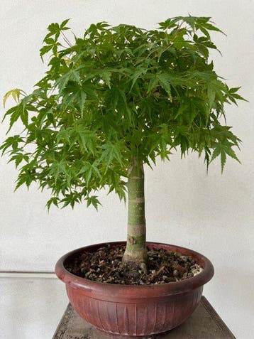 Japanese maple bonsai (Acer palmatum) - Hoogte (boom): 60 cm