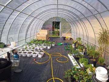 Tunnelserres met witte folie 4 jaar UV Garantie !!!! Kas, Tuin en Terras, Nieuw, Kweekkas