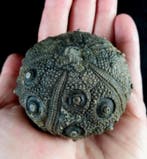 Indrukwekkende zee-egel, 63 mm!!! - Uitzonderlijke maat bij