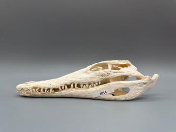 Nijlkrokodil Schedel - Crocodylus niloticus - 6 cm - 10 cm -, Verzamelen, Dierenverzamelingen, Nieuw