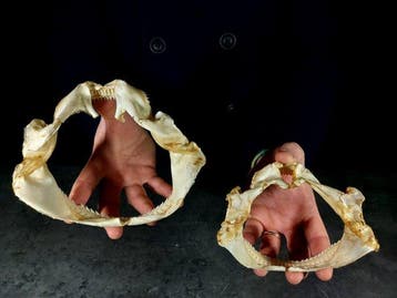 haaien centroforidi Taxidermie volledige montage -