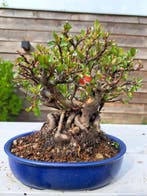 Chaenomeles speciosa bonsai dans un magnifique bol à bonsaï.