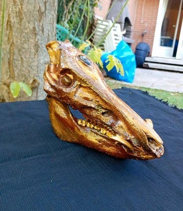 Wild zwijn Schedel van een zoogdier - Sus scrofa - 25 cm -