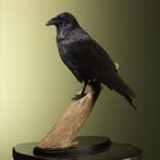 Raaf Taxidermie Opgezette Dieren By Max, Ophalen of Verzenden, Opgezet dier