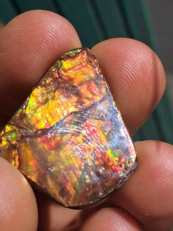 Ammolite - Fragment fossilisé - Placenticeras - 6.6 cm - 4.3