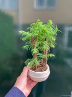 Metasequoia - Hoogte (boom): 25 cm - Diepte (boom): 25 cm -