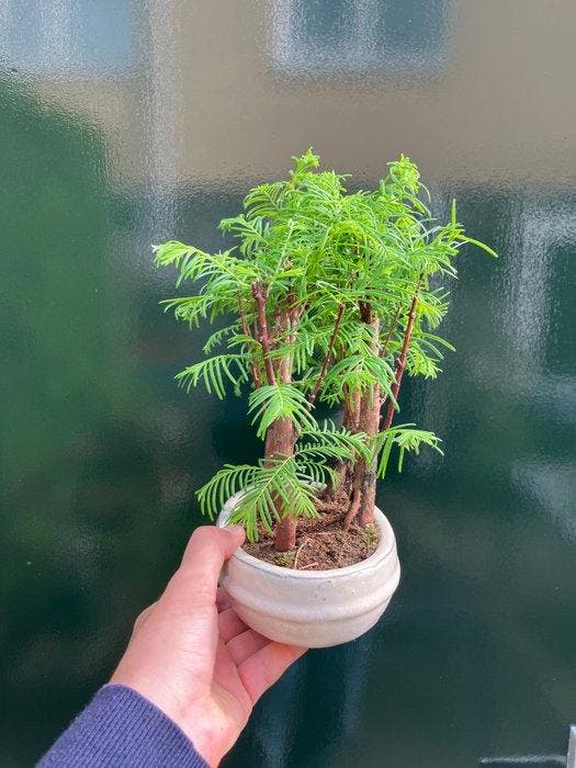 Metasequoia - Hoogte (boom): 25 cm - Diepte (boom): 25 cm -, Antiek en Kunst, Curiosa en Brocante