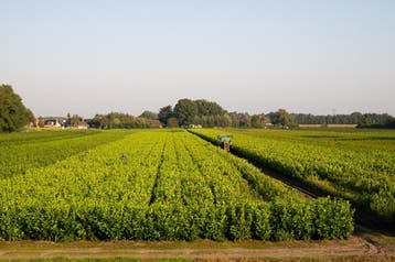 Laurier - Haagplanten - Vele soorten en maten 60 t/m 200cm, Tuin en Terras, Planten | Struiken en Hagen, Ophalen of Verzenden