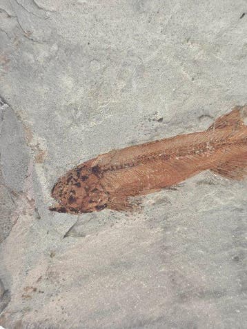 Vis - Gefossiliseerd dier - Lycoptera - 11 cm (Zonder, Verzamelen