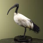 Heilige Ibis Taxidermie Opgezette Dieren By Max, Ophalen of Verzenden, Opgezet dier