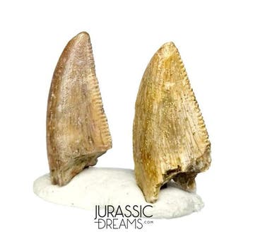 Set van 2 mooie Majungasaurus crenatissimus