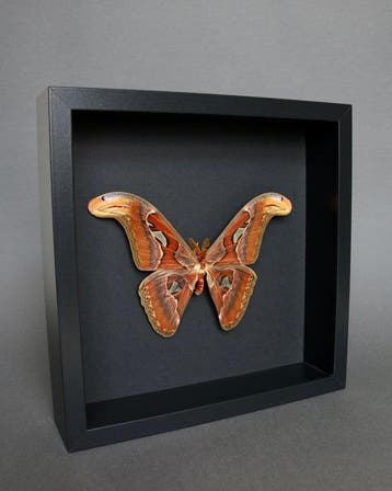 Vlinder Taxidermie volledige montage - Attacus atlas - 25 cm, Nieuw