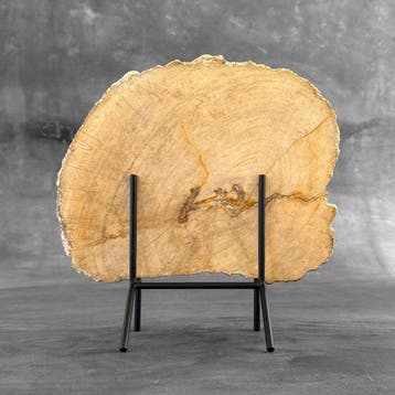C - Belle grande tranche de bois pétrifié sur un socle