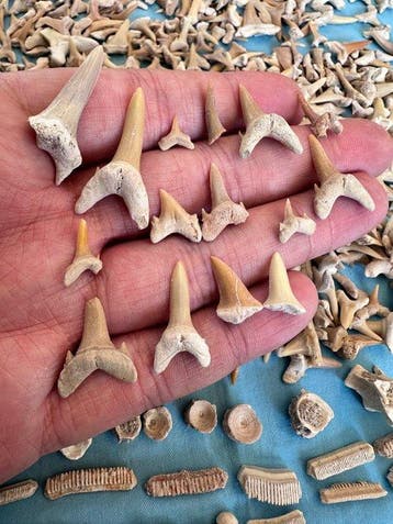 600 stuks haaien tanden incl. Wirbeln, Dino en meer !!!! -