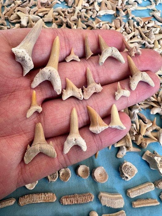 600 stuks haaien tanden incl. Wirbeln, Dino en meer !!!! -, Verzamelen, Mineralen en Fossielen