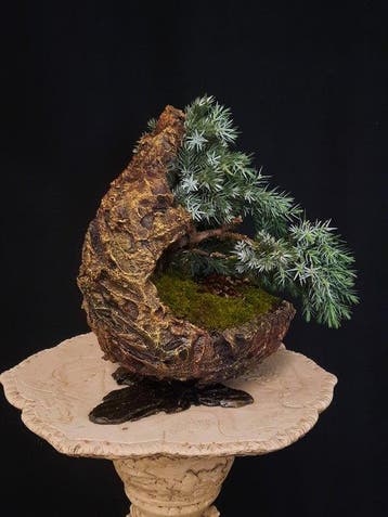 Jeneverbes bonsai (Juniperus) - Hoogte (boom): 15 cm -
