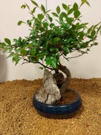 Japanese iep bonsai (Zelkova) - Hoogte (boom): 25 cm -