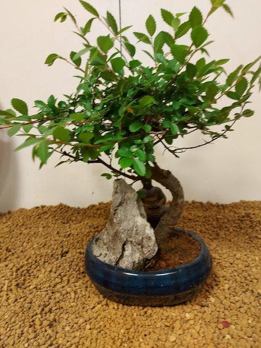 Japanese iep bonsai (Zelkova) - Hoogte (boom): 25 cm -, Antiek en Kunst, Curiosa en Brocante