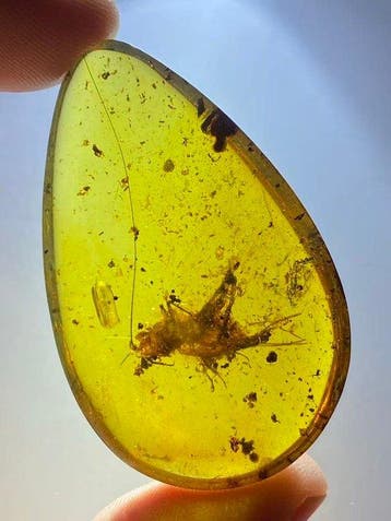 Ambre - Matrice fossile - Big Gryllidae in amber - 42.2 mm -