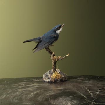 Blauwe Nachtegaal Taxidermie Opgezette Dieren By Max, Ophalen of Verzenden, Nieuw, Vogel, Opgezet dier