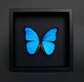 Vlinder Taxidermie volledige montage - Morpho didius - 23 cm