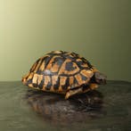 Landschildpad Antiek Taxidermie Opgezette Dieren By Max, Ophalen of Verzenden, Nieuw, Reptiel of Amfibie, Opgezet dier