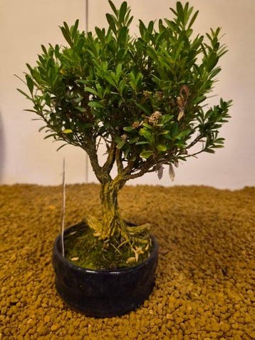 Palmboompje bonsai (Buxus sempervirens) - Hoogte (boom): 21