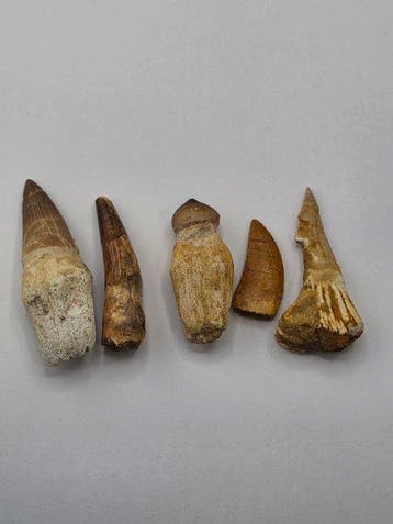 Fossiele tand - Collection of 5 Fossil Teeth – Morocco –