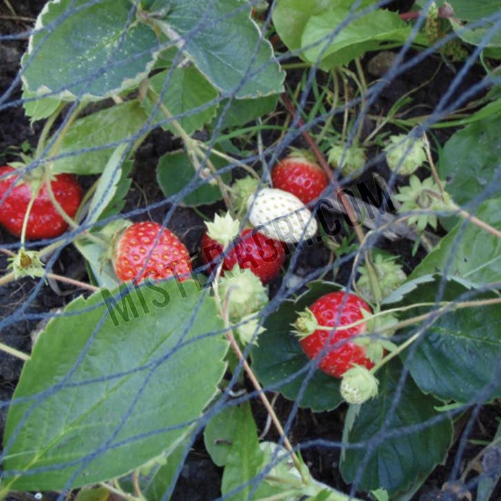 Tuinnet (Werktuigen), Zakelijke goederen, Landbouw | Werktuigen, Ophalen of Verzenden