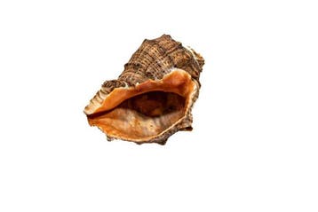 Thomas rapa whelk Skelet - Rapana thomasiana - 0 mm - 0 mm, Collections