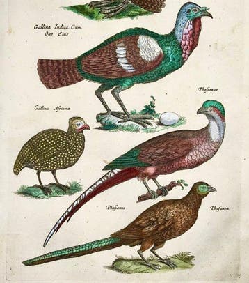 Matthäus Merian (b1593) - hand col. folio: Ornithology